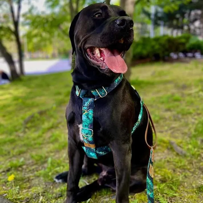 000-BAFKY-chlpaci17_11zon