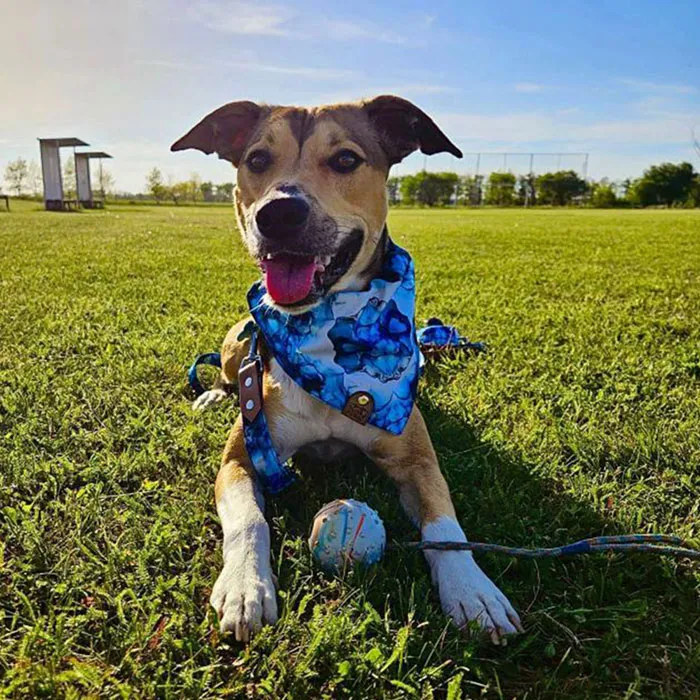 galeria-headpage-11_11zon