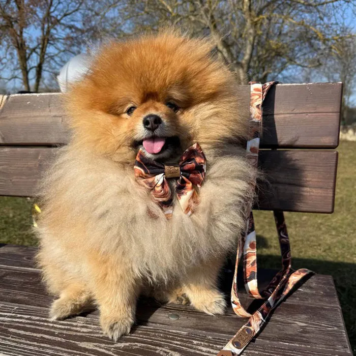 galeria-headpage-20_11zon