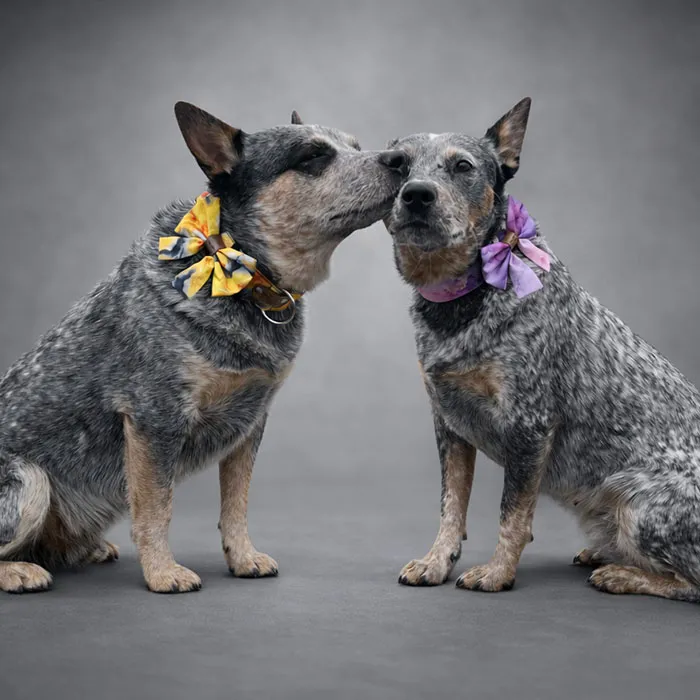 galeria-headpage-21_11zon